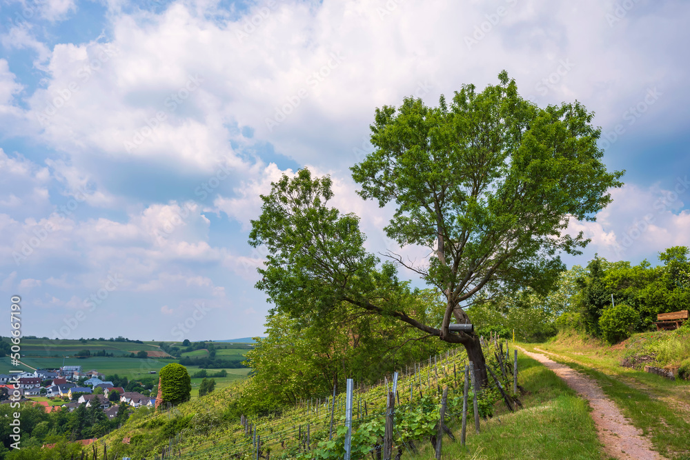 View of a free-standing deciduous tree under a white-blue sky in Rhineland-Palatinate/Germany View of a free-standing deciduous tree under a white-blue sky in Rhineland-Palatinate/Germany