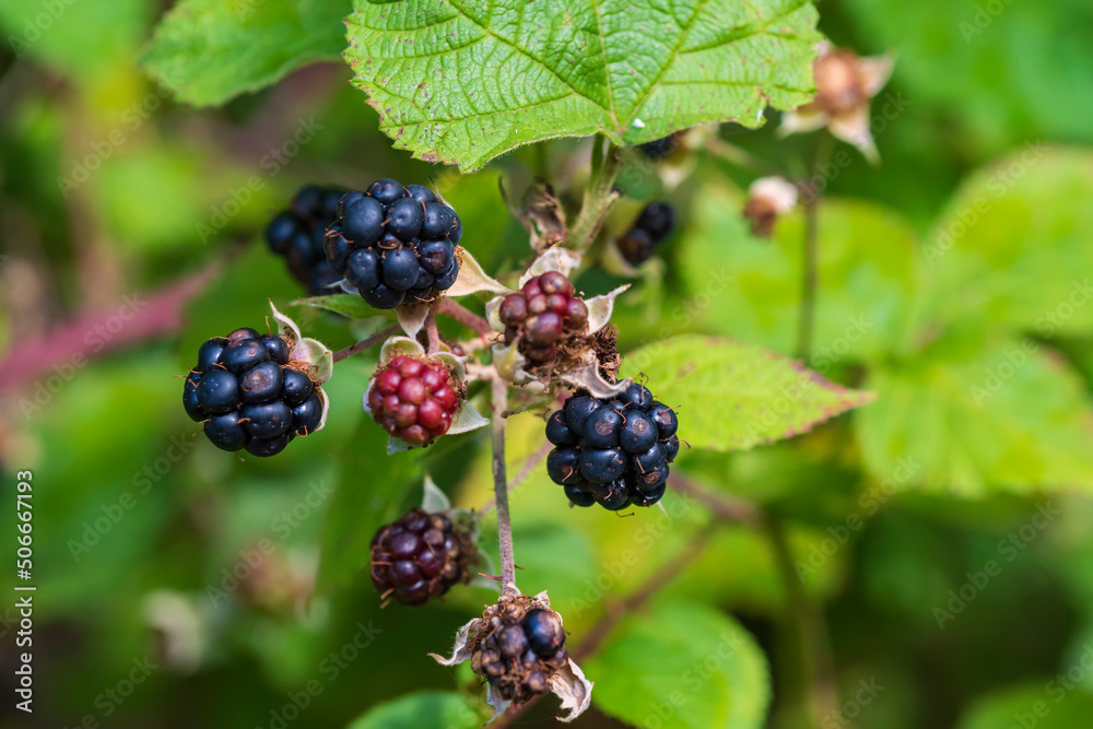 Close up of partially ripe fresh juicy blackberries on a bush in the forest