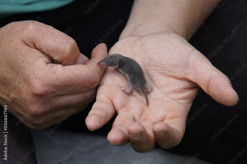 Die Spitzmäuse (Soricidae) sind eine artenreiche Säugetierfamilie. Trotz der äußeren Ähnlichkeiten mit den Mäusen gehören sie nicht zu den Nagetieren, sondern zur Ordnung der Insektenfresser (Eulipoty