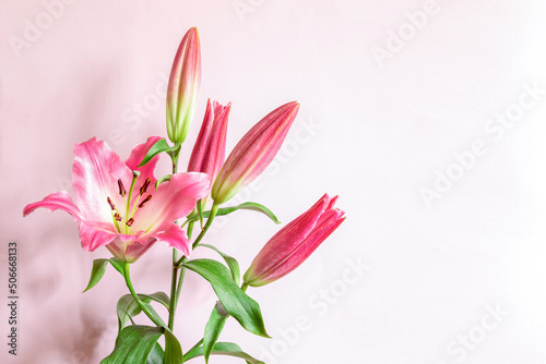 Pink lily flowers on pink background for design on the theme of wedding or holiday invitation. Copy space © LariBat