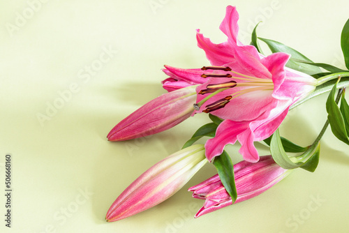 Fototapeta Naklejka Na Ścianę i Meble -  Close-up of pink lily flower on light green background for design on the theme of wedding or holiday invitation