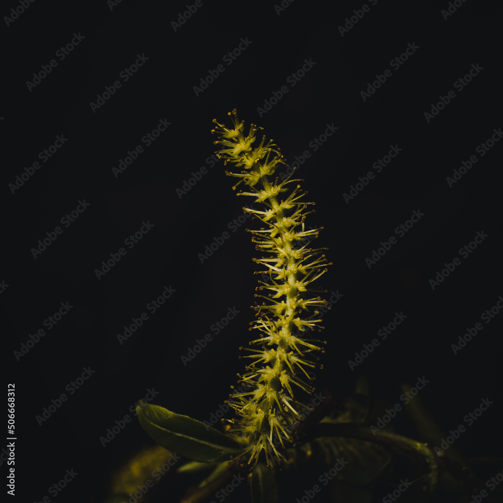 Fototapeta premium Herbarium of plant on dark black background