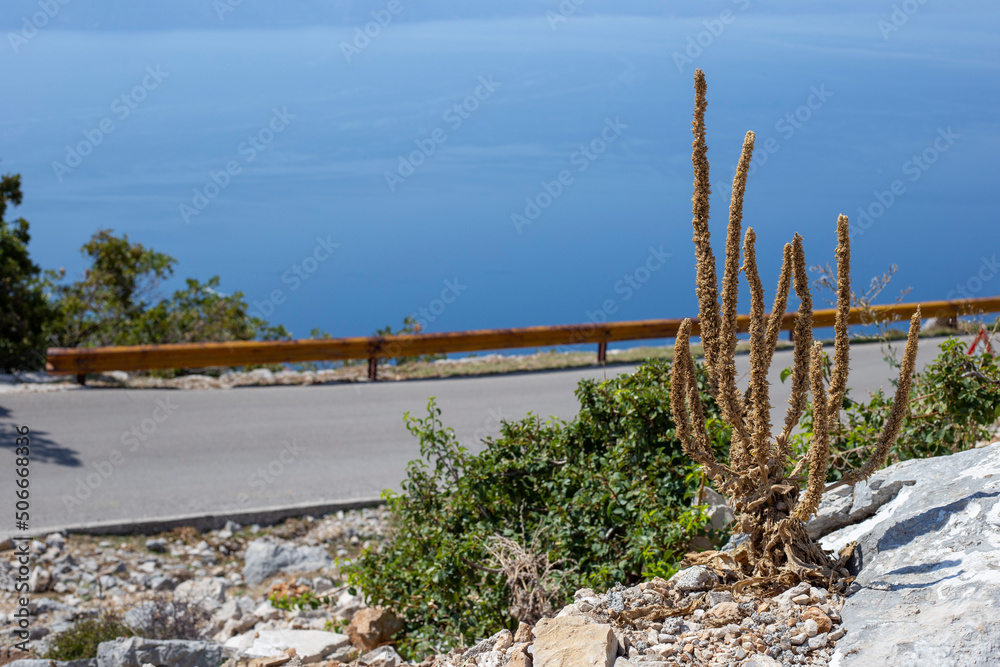 Dry prickly grass near mountain road on the blue sky background Dry prickly grass near mountain road on the blue sky background