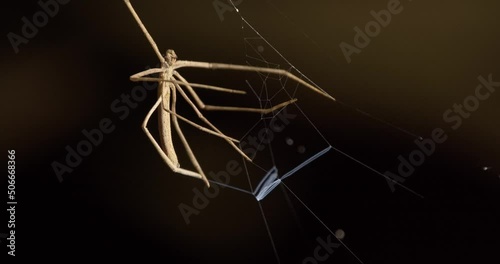 Net Casting Spider secreting silk in preparing the Trap or the Casting Net to capture its next victim photo