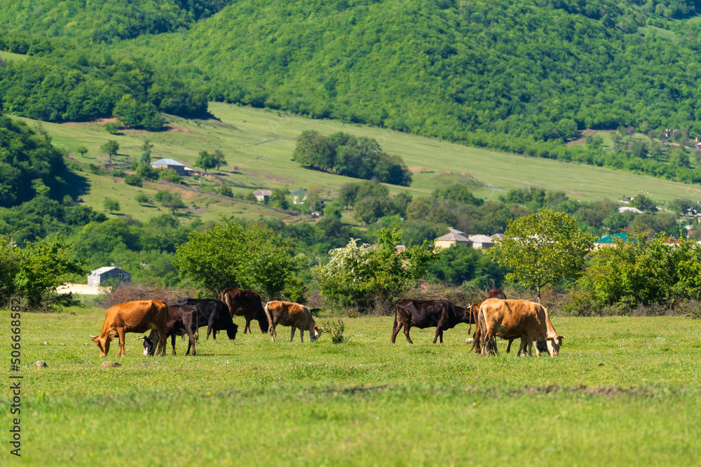 Cows graze on a green meadow