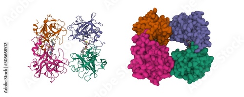 Structure of human beta-tryptase complexed with a synthetic inhibitor with a tropanylamide scaffold. 3D cartoon and Gaussian surface model, chain id color scheme, PDB 3v7t, white background photo