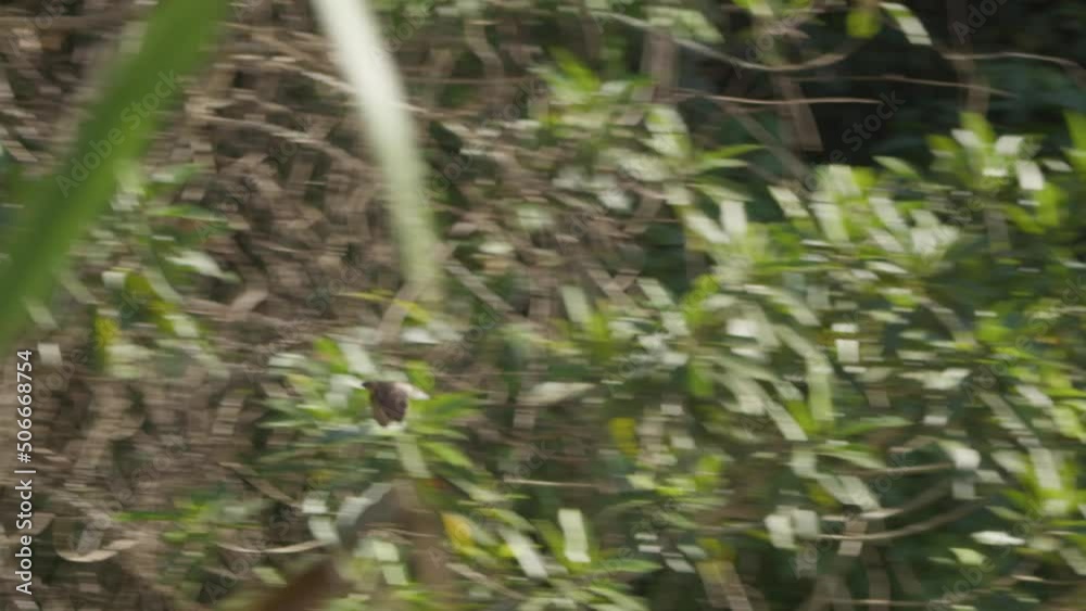 Lonely swallow flying past the canopy of the Rain forest Lonely swallow flying past the canopy of the Rain forest