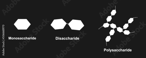 Scientific Designing of Differences Between Monosaccharide  Disaccharide And Polysaccharide. Carbohydrates And Sugars Terminology. Vector Illustration.