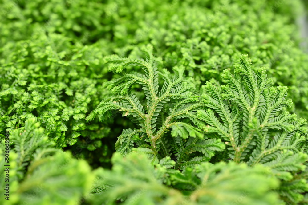 Selaginella kraussiana is a species of vascular plant in the family Selaginellaceae. It is referred to by the common names Krauss' spikemoss, Krauss's clubmoss, or African clubmoss, and is found natur Selaginella kraussiana is a species of vascular plant in the family Selaginellaceae. It is referred to by the common names Krauss' spikemoss, Krauss's clubmoss, or African clubmoss, and is found natur