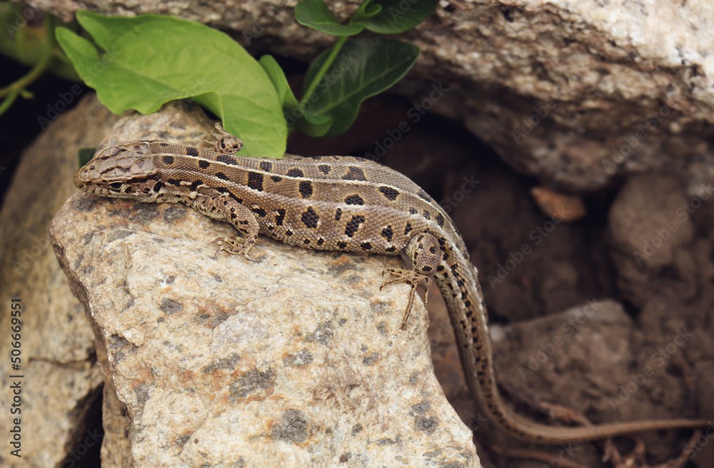 lizard brown colors on the stone lizard brown colors on the stone