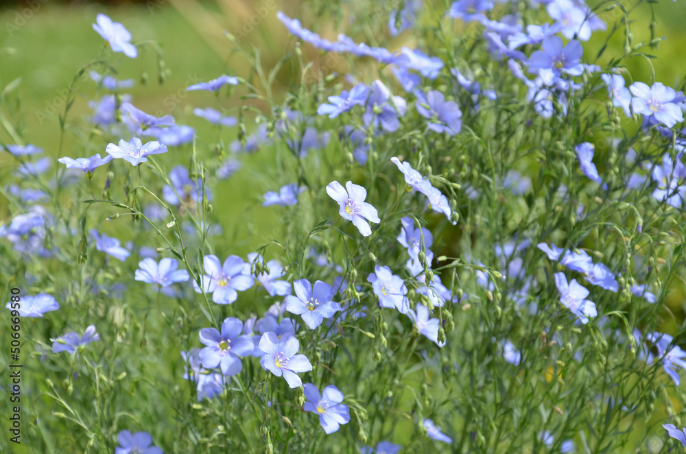 Blau blühende Blumenwiese - Gemeiner Leinen