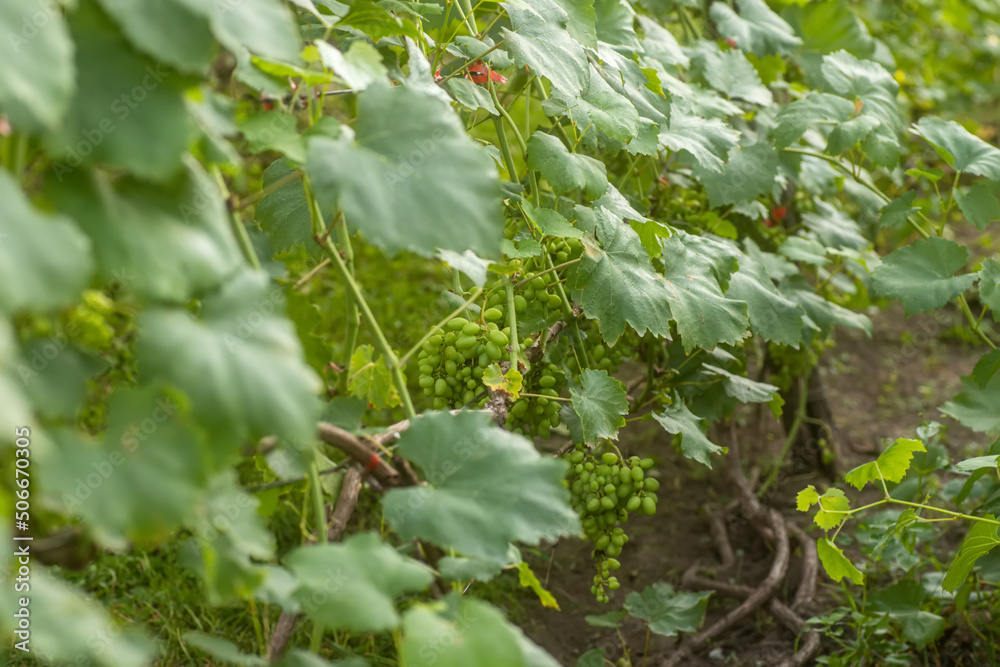 Bunch of grapes on vine insunshine. winegrowers grapes on vine. green wine. Harvest concept. Ingredients for production of wine. Home winemaking. Agribusiness. fresh fruits, Macro. Soft focus Bunch of grapes on vine insunshine. winegrowers grapes on vine. green wine. Harvest concept. Ingredients for production of wine. Home winemaking. Agribusiness. fresh fruits, Macro. Soft focus