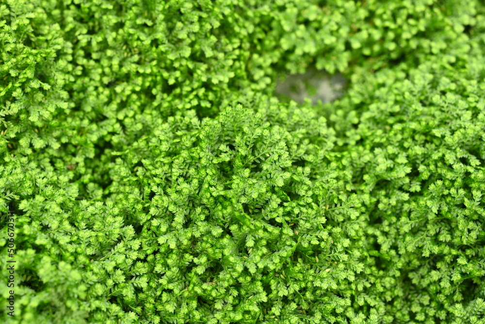 Carbon neutral or carbon net-zero concept background photo. Carbon neutral or carbon net-zero concept background photo.