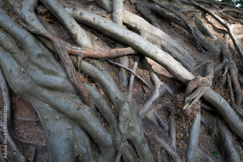 many tree roots from above on the ground