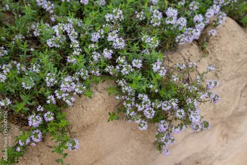 many small purple flowers in nature