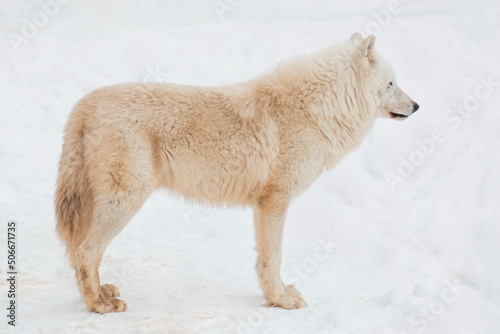 Big white wolf is standing on a white snow. Canis lupus arctos. Polar wolf or alaskan tundra wolf. Animals in wildlife.