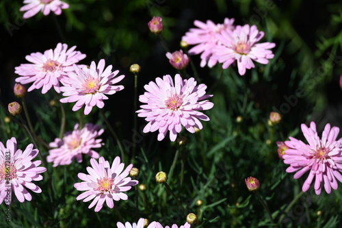 Pink flowers in the garden