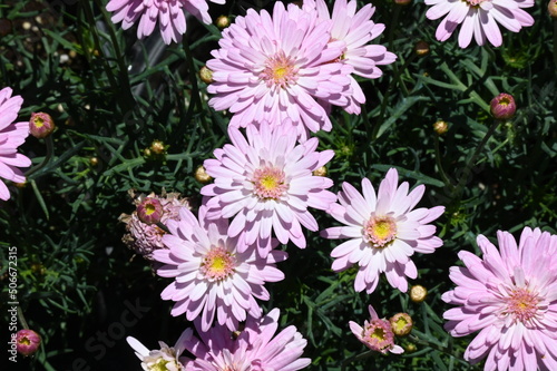 pink flowers in the garden Beautiful chamomile flowers outdoors on sunny day. Springtime