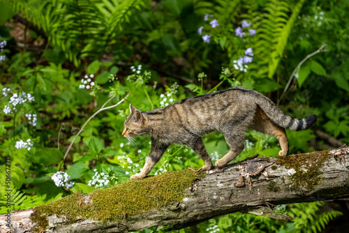 Feral Cat (Felis catus) in the forest. © Szymon Bartosz