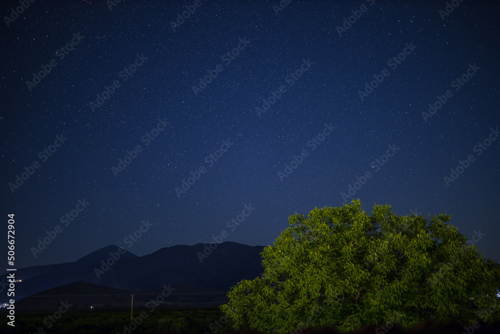 Fototapeta premium night sky with trees