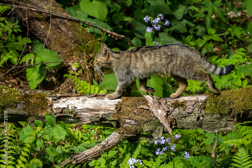 Feral Cat (Felis catus) in the forest. © Szymon Bartosz