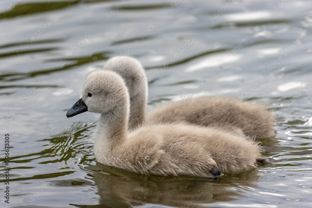 Close up of a pair of cute fluffy cygnets swimming on lake
