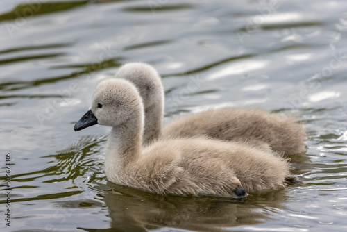 Close up of a pair of cute fluffy cygnets swimming on lake © Nigel