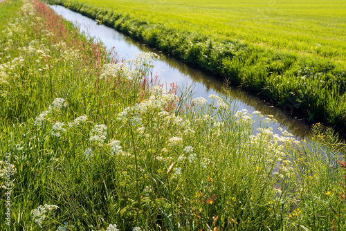 Cow parsley, sorrel and other wild plants and flowers along a ditch in a polder landscape in the Dutch province of North Brabant. It is a sunny day at the beginning of the spring season.