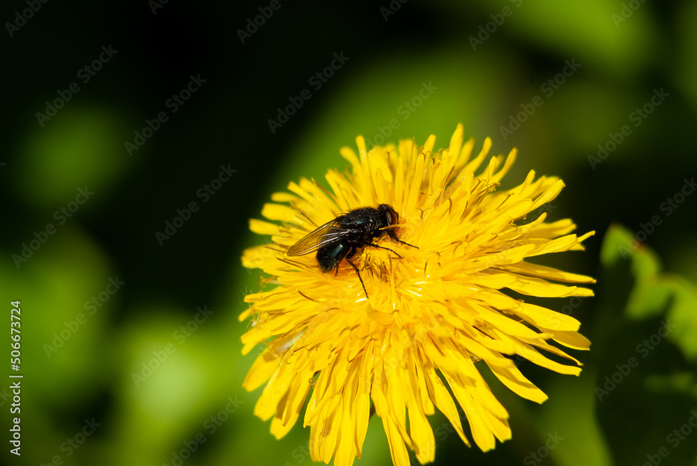 Macro pictures of flowers in Samarskaya Luka National Park! Shot with a Nikon D200 camera! Shot during a walk through the forests of the reserve! Macro pictures of flowers in Samarskaya Luka National Park! Shot with a Nikon D200 camera! Shot during a walk through the forests of the reserve!