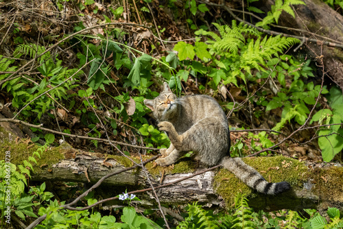 Feral Cat  Felis catus  in the forest.