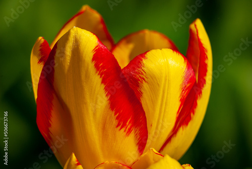 Macro pictures of flowers in Samarskaya Luka National Park! Shot with a Nikon D200 camera! Shot during a walk through the forests of the reserve! photo