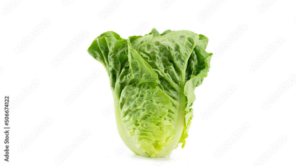 Fresh single Romaine or cos lettuce (Lactuca sativa L. var. longifolia) set in vertical isolated on white background, healthy eating vegetable concept, front view - obrazy, fototapety, plakaty 