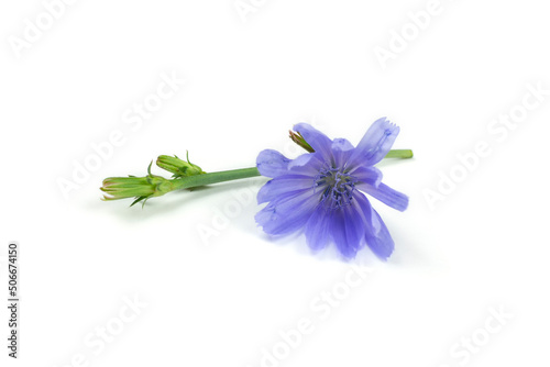 A branch with a flower and a chicory bud on a white isolated background.