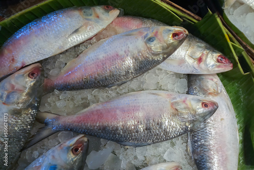 Ilish fish , Tenualosa ilisha or hilsa fish is a very popular and sought-after tasty food fish in the Indian Subcontinent. It is Bangladesh's national fish. Being sold in fish market in India. photo