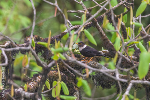 White-collared blackbird (Turdus albocinctus), India photo