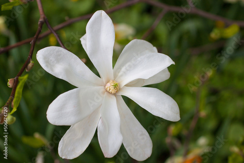 Magnolia stellata is a species of flowering plants in the genus Magnolia