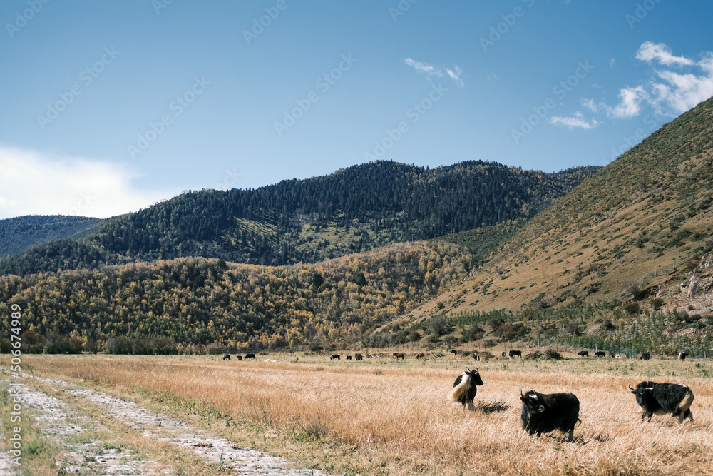 cattle in the mountains cattle in the mountains