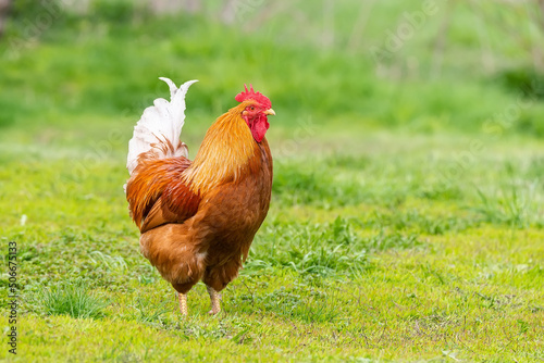 Beautiful Rooster standing on the grass in blurred nature green background.rooster going to crow...