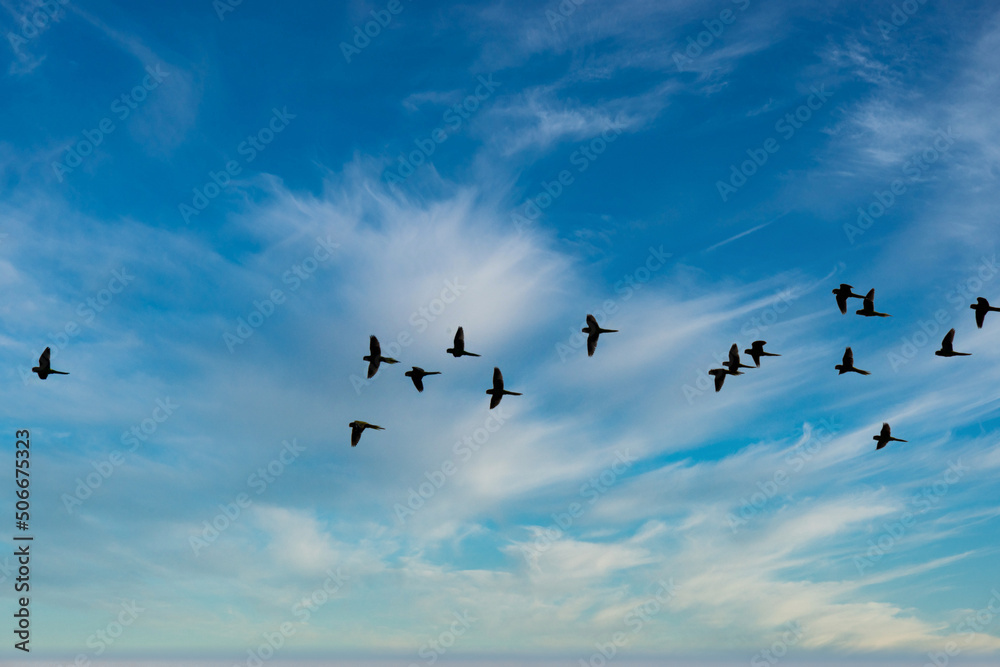 Obraz premium flock of birds