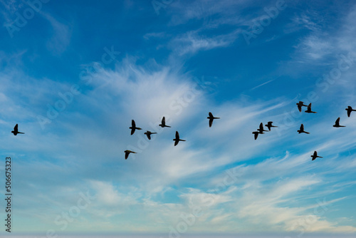 flock of birds © Djackson Elias