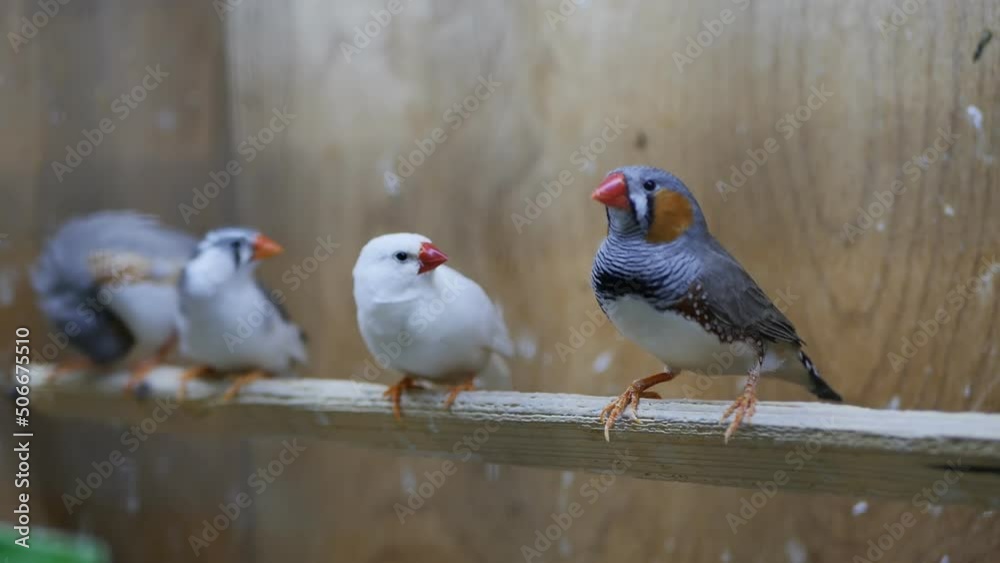 japanese finches four birds stand on a stick in a pet shop or zoo cage