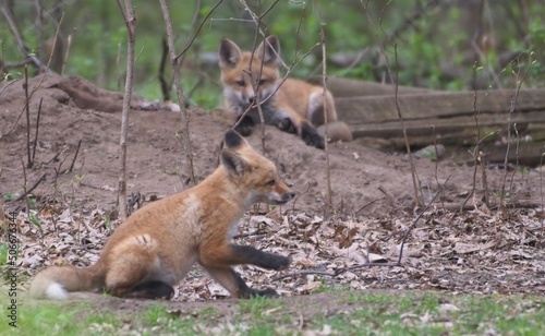red fox cubs