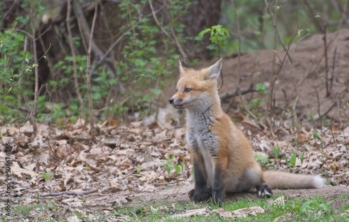 red fox cub © Sean