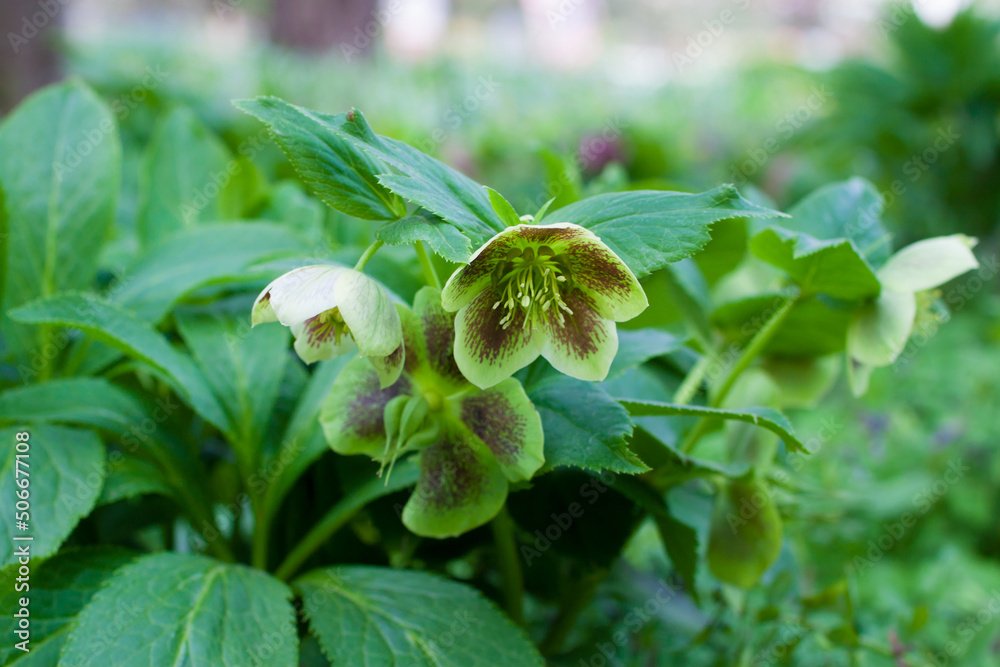 Blooming hellebore. Hellebore flower. Spring flower Blooming hellebore. Hellebore flower. Spring flower