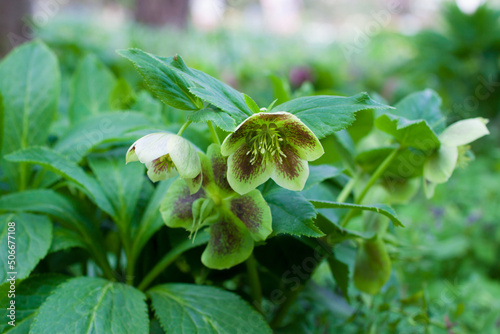 Blooming hellebore. Hellebore flower. Spring flower