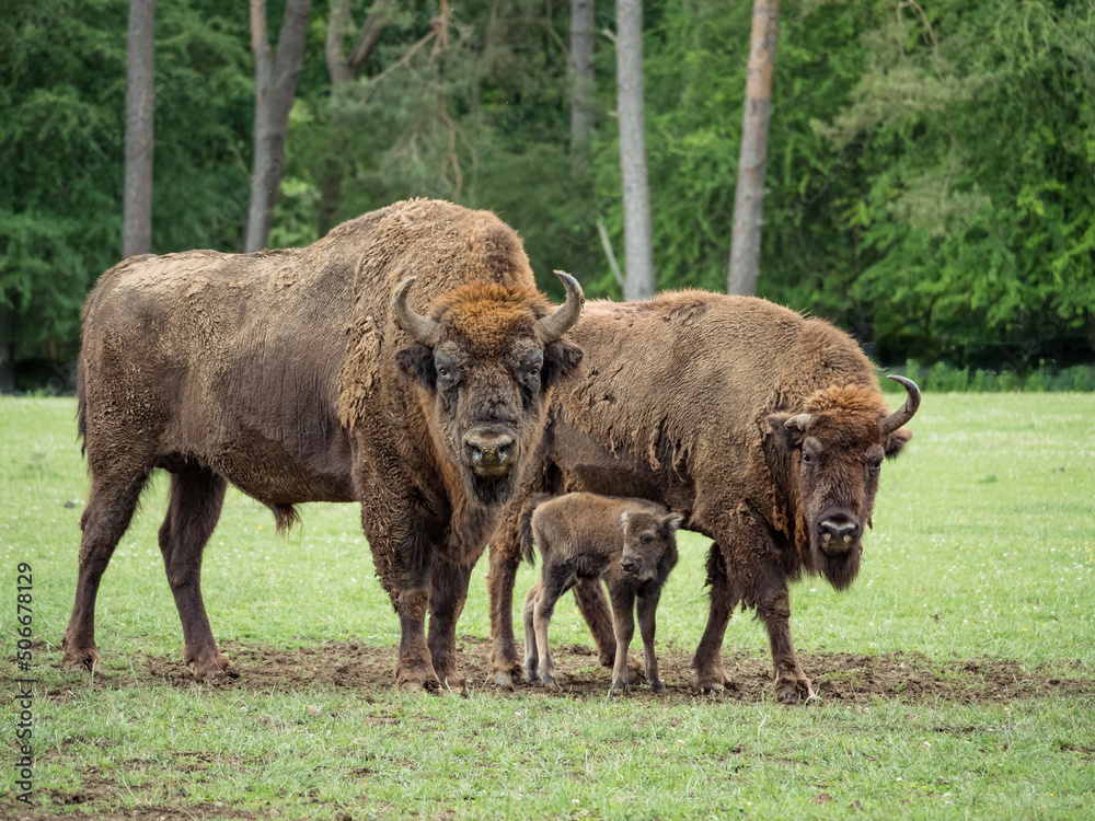 Bison bonasus, bison d'Europe dans une prairie. Bison bonasus, bison d'Europe dans une prairie.