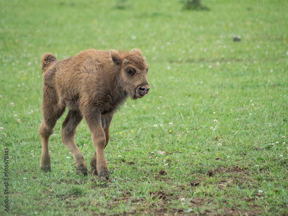 Bison d'Europe, bison bonasus dans une prairie. Bison d'Europe, bison bonasus dans une prairie.
