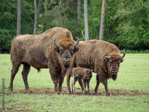 Bison bonasus, bison d'Europe dans une prairie.
