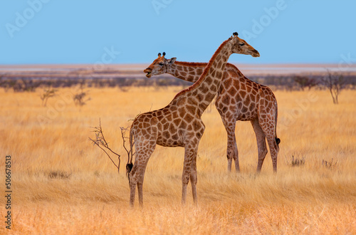 A couple of giraffes walking in yellow grass on the Ethosa national park - Namibia, Africa