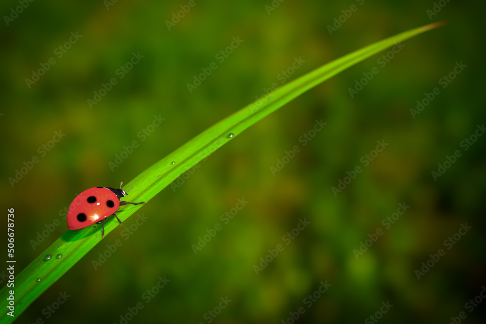 Fototapeta premium Red Realistic Beautiful Ladybird Walking on Green Grass Leaf in the Morning. 3d Rendering